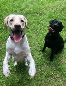 Reinrassige Labrador-Welpen - Abgabe Ende July- nur 3 Verfügbar - Essen