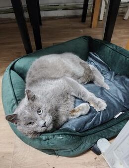 Oskar sucht liebevolles Zuhause - Prien (Chiemsee)