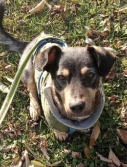 Shane 35 cm 1 Jahr - Finning