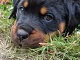 Rottweilerwelpen aus ADRK Zucht in 66539