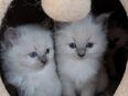 RADGOLL Kitten in 03205