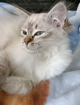 Ragdoll - Hohenstein-Ernstthal Zentrum