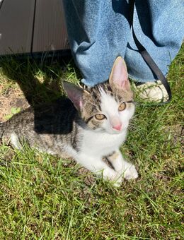 Verspielter Kater (12 Wochen) sucht liebevolles Zuhause 🐾 - Albaching