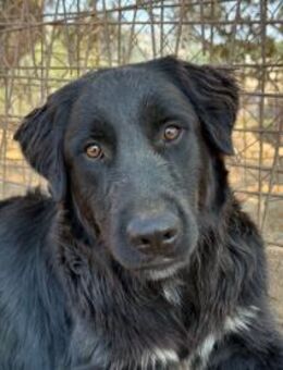 Alen sucht sein Für-Immer-Zuhause - Neuss