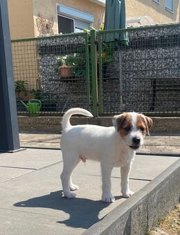 Reinrassige Parson Russel Terrier Welpen Rüden - Tegernheim
