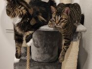 2 kater suchen ein neues Heim - Berlin