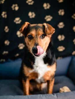 Tancredi - Gelnhausen