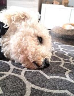 TOTO - begleite mich auf meinem Weg - Overath