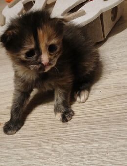 4 xxl maine coon mix kitten Colorpoint Shorthair - Bad Kissingen
