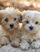 Kleinen Welpe gesucht in 40764