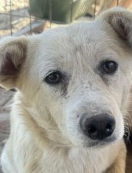 Vanessa-zurückhaltende Hündin 2J. 48cm - Rösrath