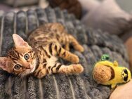 2 süße Bengal Kitten zu verkaufen - Mainz Zentrum