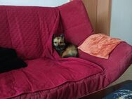 Spitz chihuahua mix 3jahre sucht neues Zuhause - Kyffhäuserland