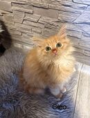 Sibirische Waldkatze in 63925