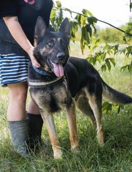 Mano SI Hund mit Charakter sucht Rasse - Neustadt (Rübenberge)