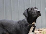 Sam leidet soo sehr im Tierheim - Neuhausen (Spree)