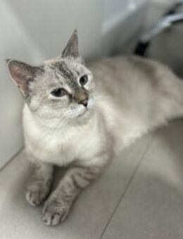 Neka; hat viel gelitten - Geilenkirchen