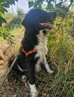 Emma; bäriges Mädchen - Geilenkirchen