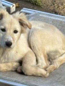 SAMSON sucht seine Menschen - Greifswald