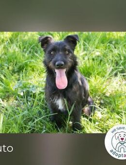 Pluto Ein waschechter Spielgefährte! - Kirchzell