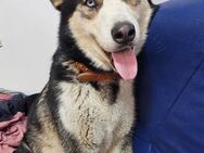 Siberian Husky-Rüde Tomi wünscht - Großefehn