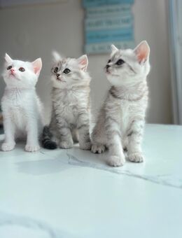 Wunderschöne BKH Kitten 🐾 - Essen