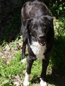 🐶BOBBY - sucht seine Familie - Bissingen