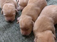 Labrador-Welpen in blond und schwarz - Neuenkirchen (bei Greifswald)