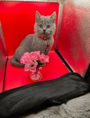 Süße BKH Katzen Babys in 38381