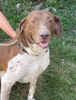 Traumhafter Familienhund sucht Anschluss - Schlitz
