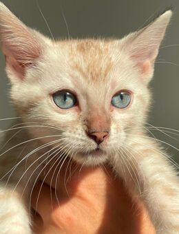 Bengal Snow Seal Mink Kitten Reinrassig(1 Kater noch frei) - Werther (Westfalen)