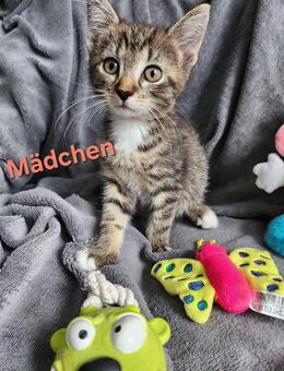Dosenöffner gesucht 💕 - Mönchengladbach