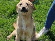 Freundlicher Hundebub DASH sucht ♥️ - München