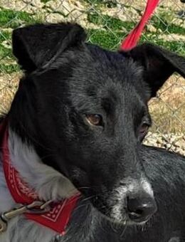 Rumba, lieb und gutmütig - Lenzen (Elbe) Zentrum