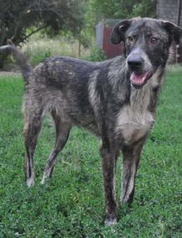 RUDY - treue Seele sucht Familie - Weiterstadt