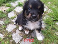 7 Aussidor (Australien Shepherd/Labrador)Welpen aus liebevoller Familienaufzucht - Moßbach
