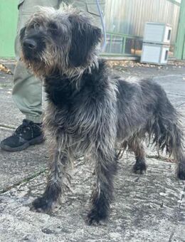 Ficko wartet auf seine Menschen - Nordwalde