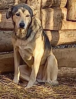 Cooper - Paten gesucht - Weilmünster