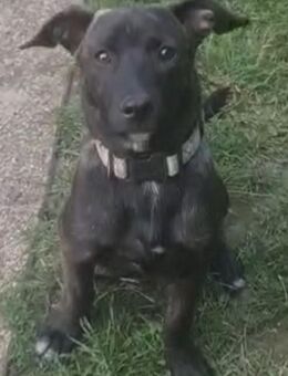 Lillith sucht noch ein liebevolles zu Hause - Eisenberg (Thüringen)