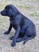 Labradorwelpen schwarz in 19260