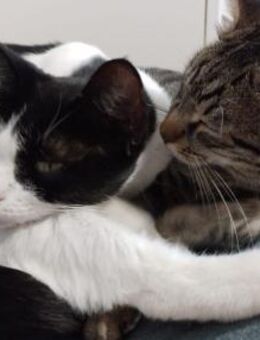 Kira und Rokko - Ellerbek