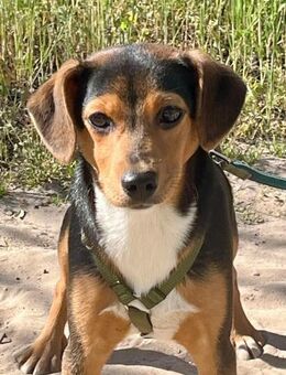 Aranka sucht ein Zuhause - Elsenfeld