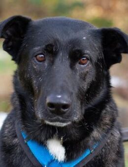 ONYX - menschenbezogen&verschmust - Betzenstein