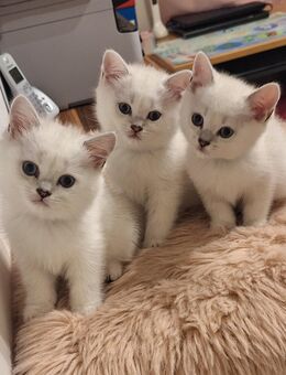 BKH Kitten mit Blau Augen - Forchheim Zentrum