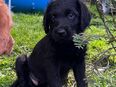 schwarzer Labrador-Doodle Welpe (Rüde) in 38729