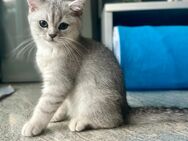 ABHOLBEREIT!!! Entzückende BKH Kitten zu verkaufen - Trossingen Zentrum