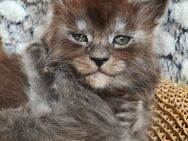 Maine Coon Kätzchen Reinrassige - München