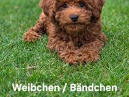 Zwerg-/Toypudel Welpen