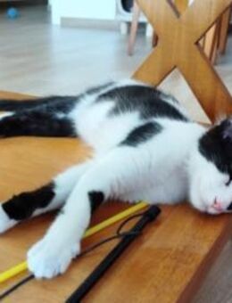 Junges Katerduo Elis und Piruleta - Karlsruhe