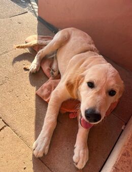 Golden Retriever Welpe - Stammbach